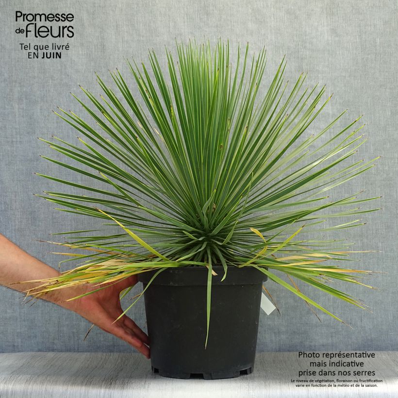 Amostra de Yucca rostrata - Iúca-azul Vaso de 3 L/4 L tal como entregue no verão