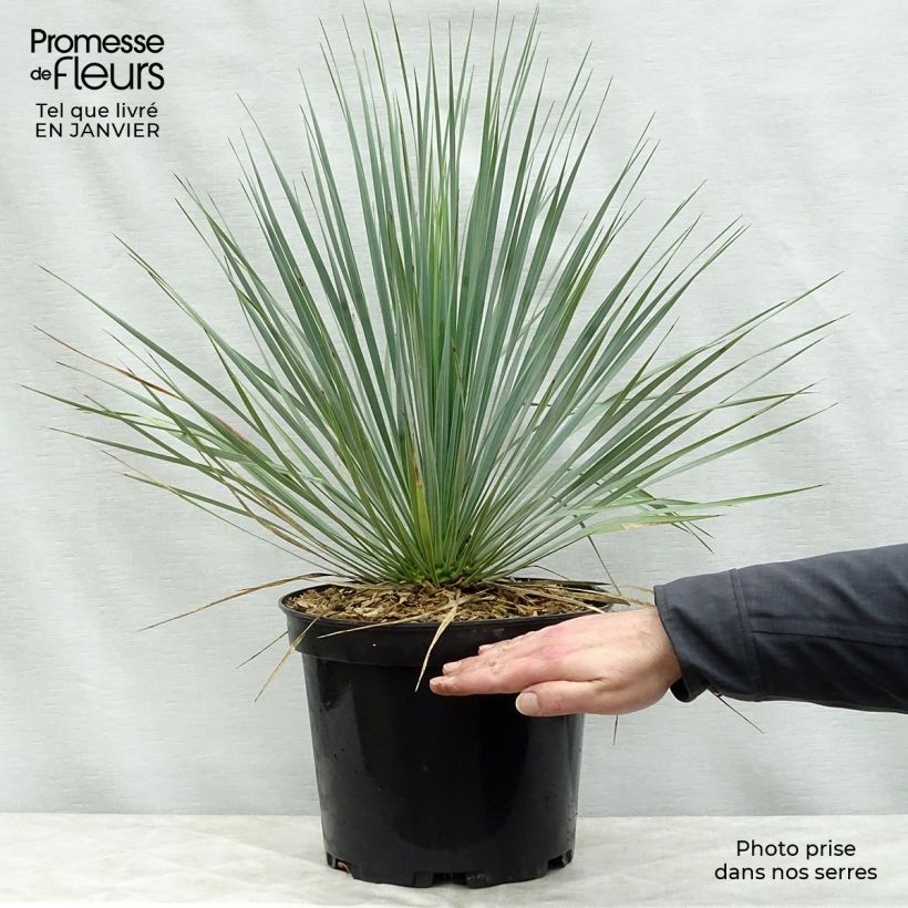 Amostra de Yucca rostrata - Iúca-azul Vaso de 3 L/4 L tal como entregue no inverno