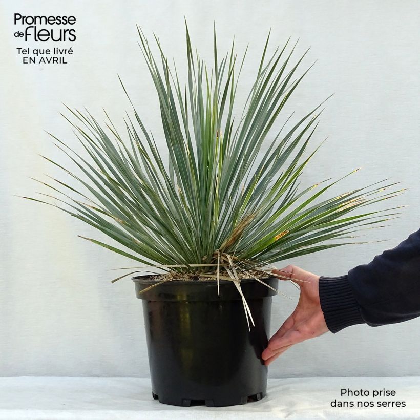 Amostra de Yucca rostrata - Iúca-azul Vaso de 3 L/4 L tal como entregue na primavera