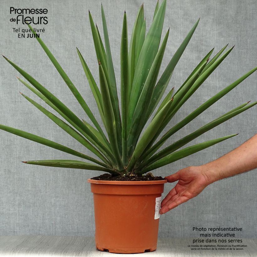 Amostra de Yucca torreyi Vaso de 7,5 L/10 L tal como entregue no verão