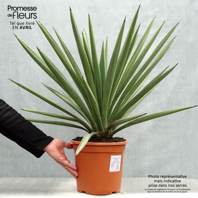 Amostra de Yucca torreyi Vaso de 7,5 L/10 L tal como entregue na primavera