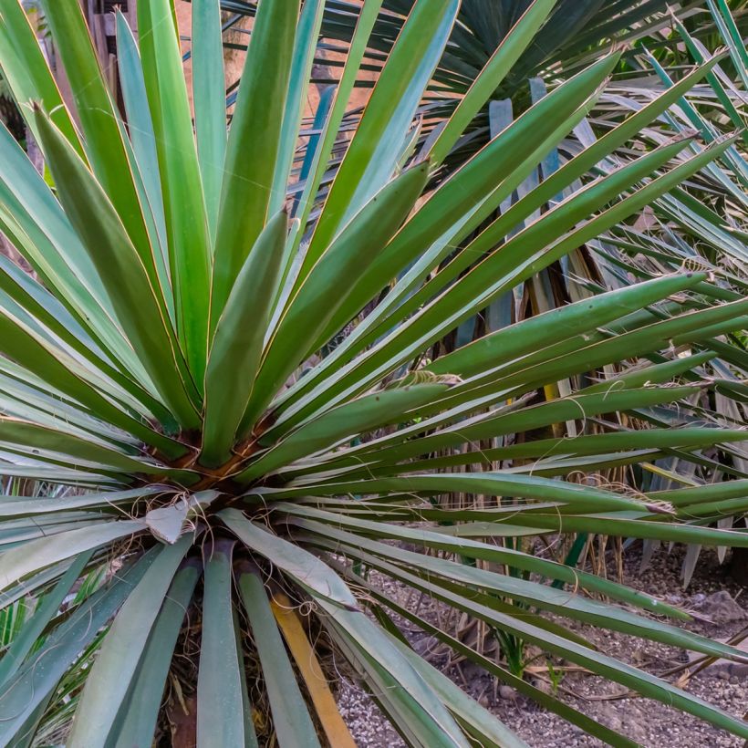 Yucca torreyi (Folhagem)