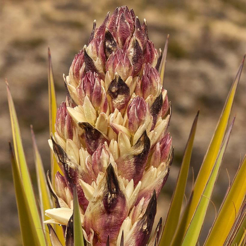 Yucca torreyi (Floração)