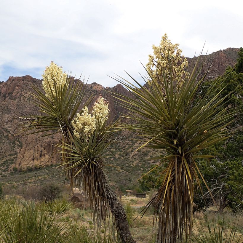 Yucca torreyi (Hábito)