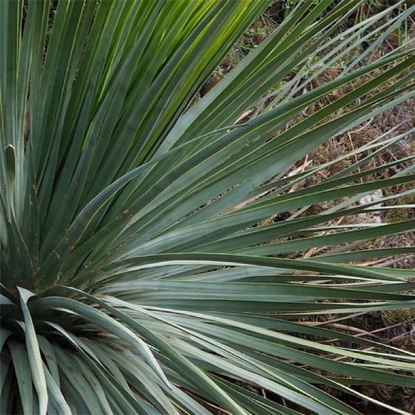 Yucca whipplei (Folhagem)