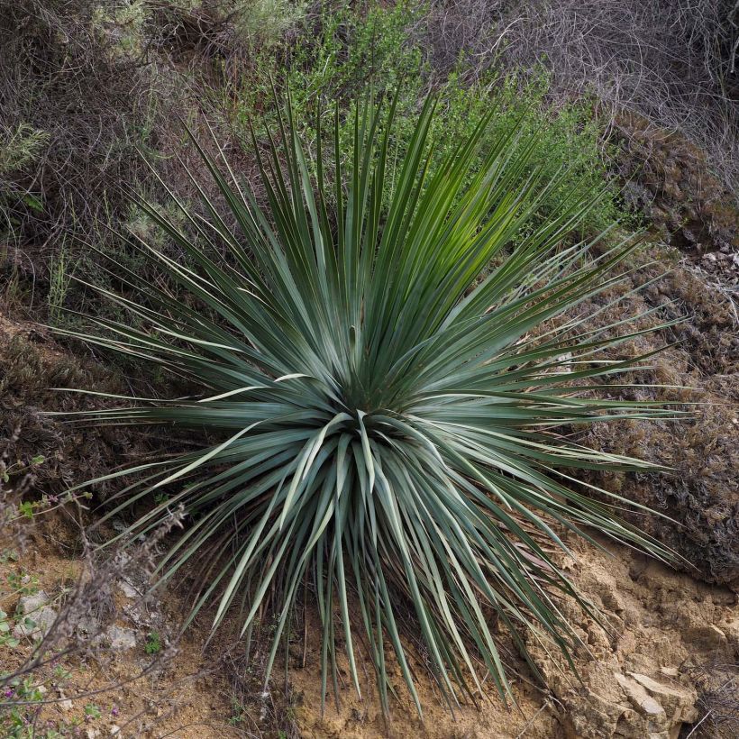 Yucca whipplei (Hábito)