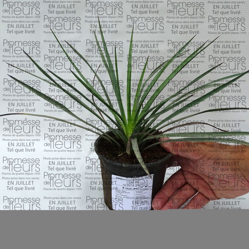 Amostra de Yucca whipplei Vaso de 12 cm/13 cm tal como entregue no verão