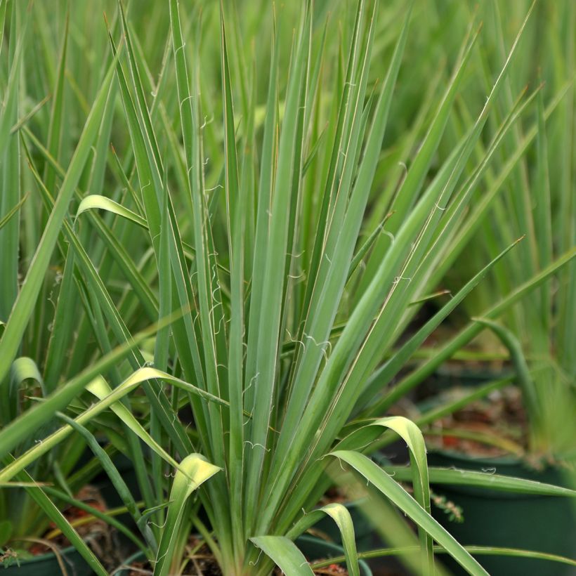Yucca filamentosa (Folhagem)