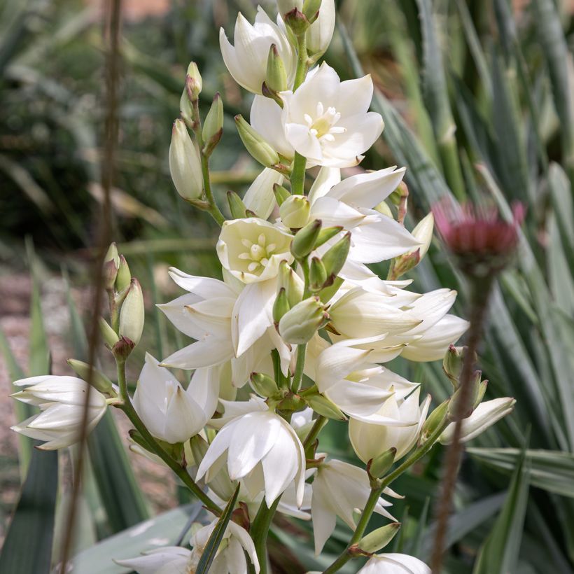 Yucca filamentosa (Floração)
