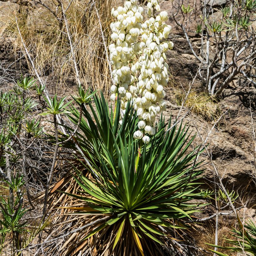 Yucca filamentosa (Hábito)