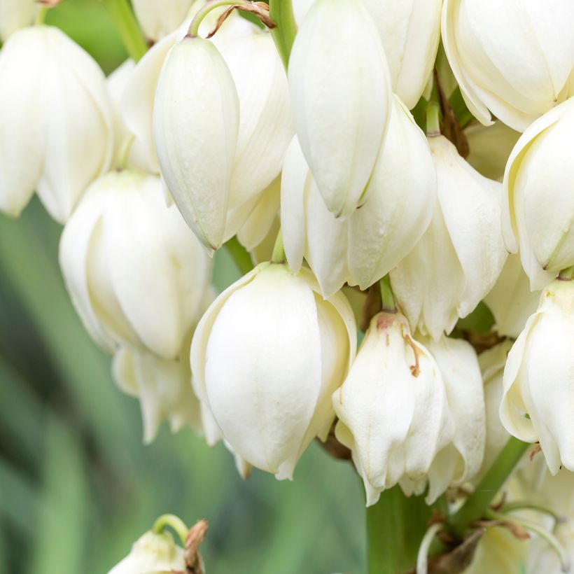 Yucca gloriosa (Floração)