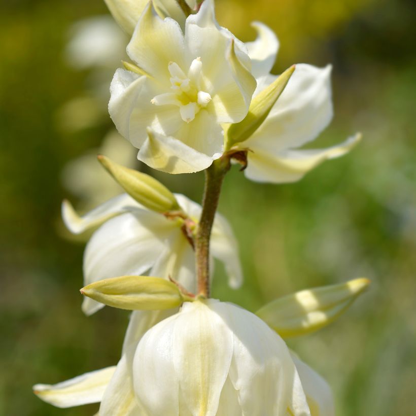 Yucca gloriosa Variegata (Floração)