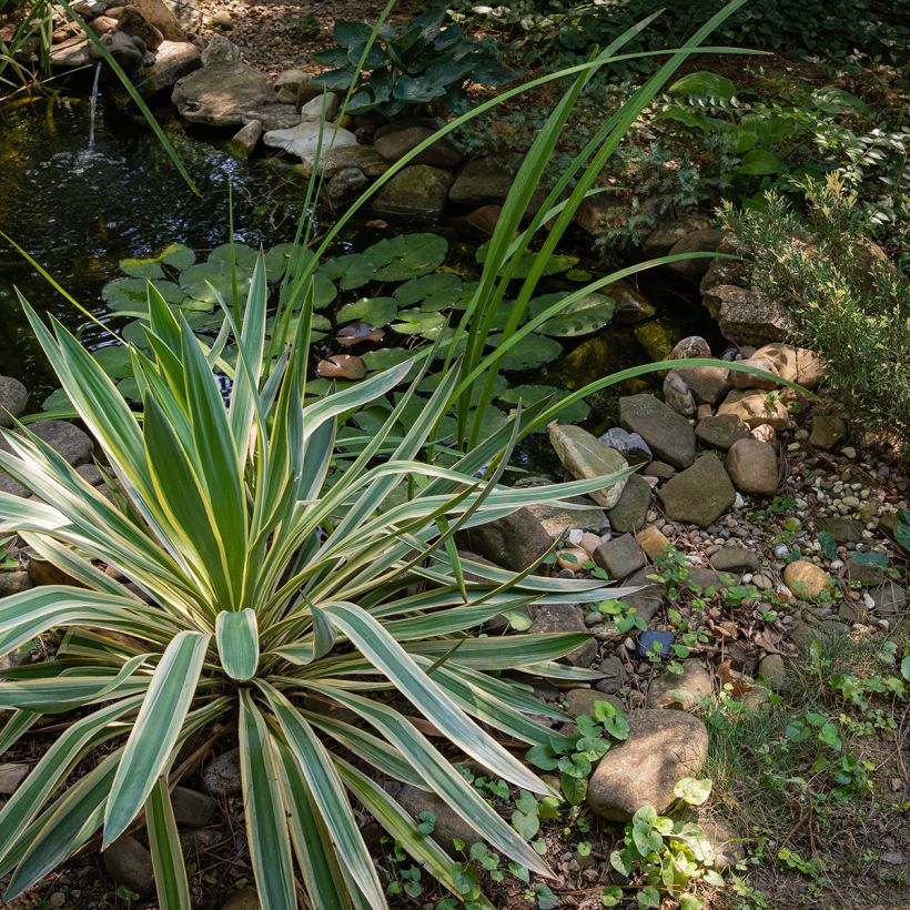 Yucca gloriosa Variegata (Hábito)