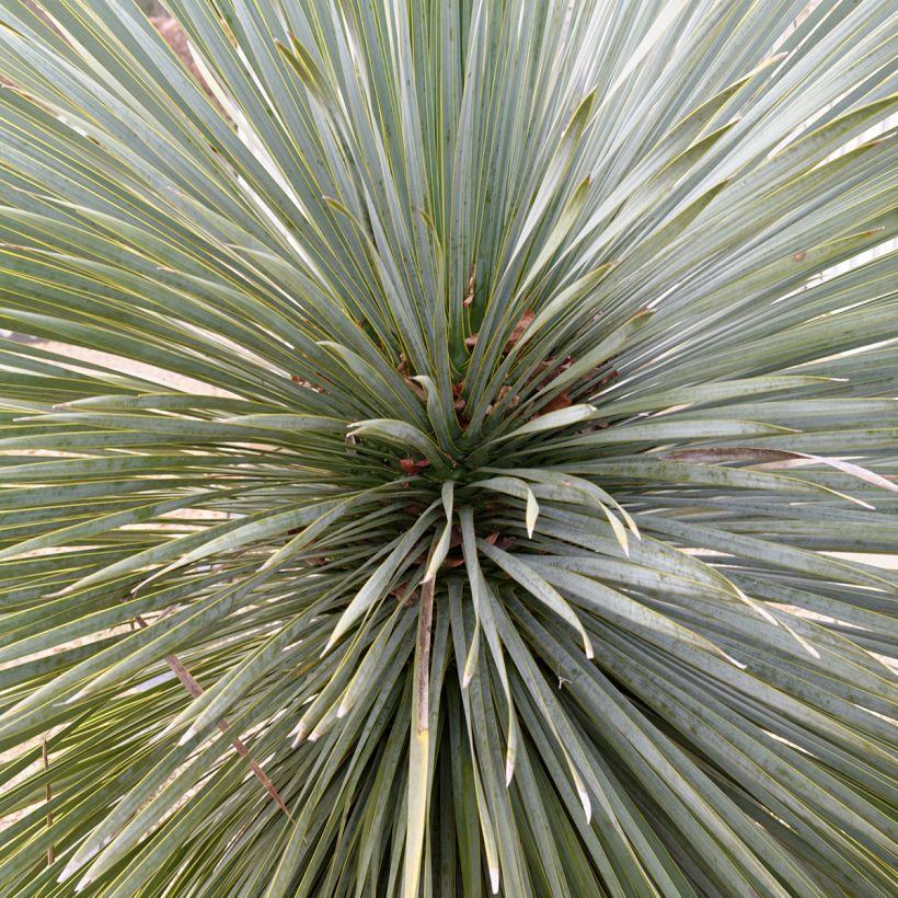 Yucca rostrata Sapphire Skies - Iúca-azul (Folhagem)