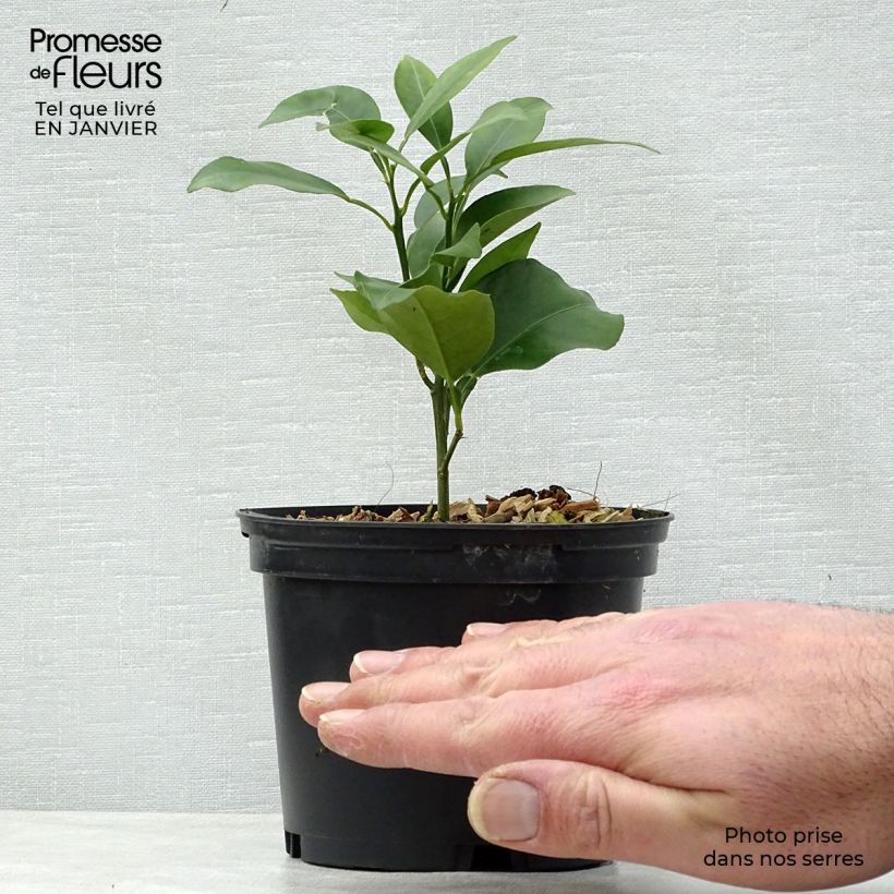 Amostra de Yuzu - Citrus junos Vaso de 1 L/1,5 L, Arbusto tal como entregue no inverno