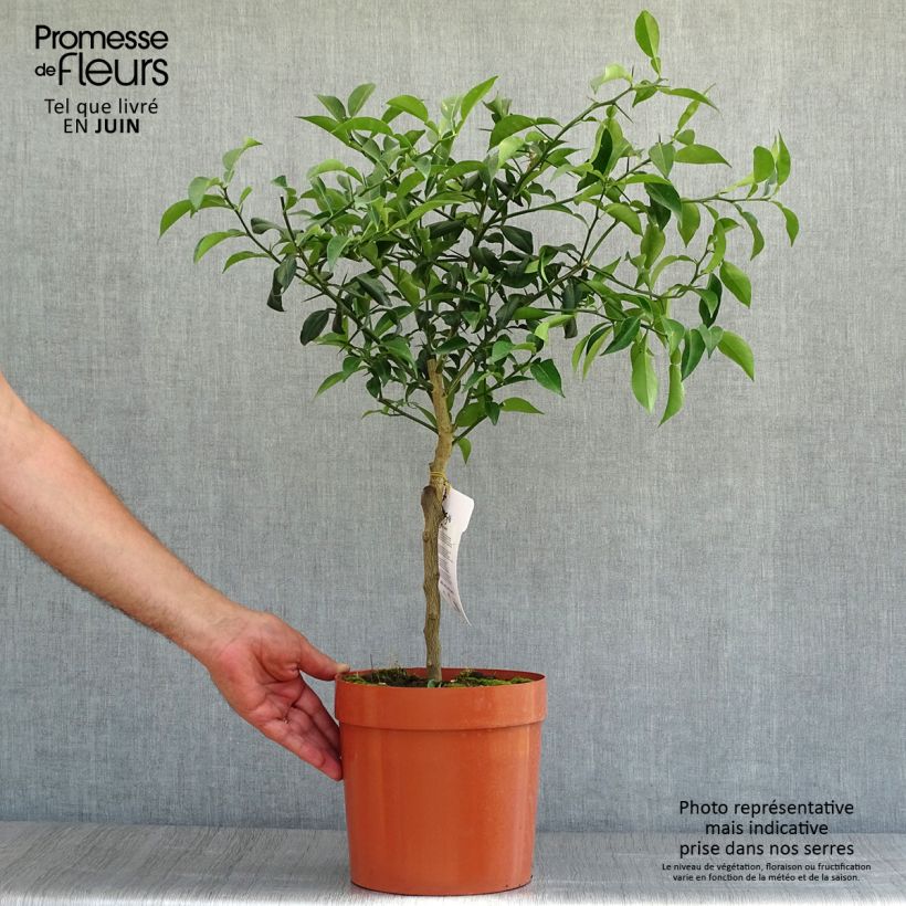 Amostra de Yuzu - Citrus junos Vaso de 4 L/5 L, 1/4 de haste tal como entregue no verão