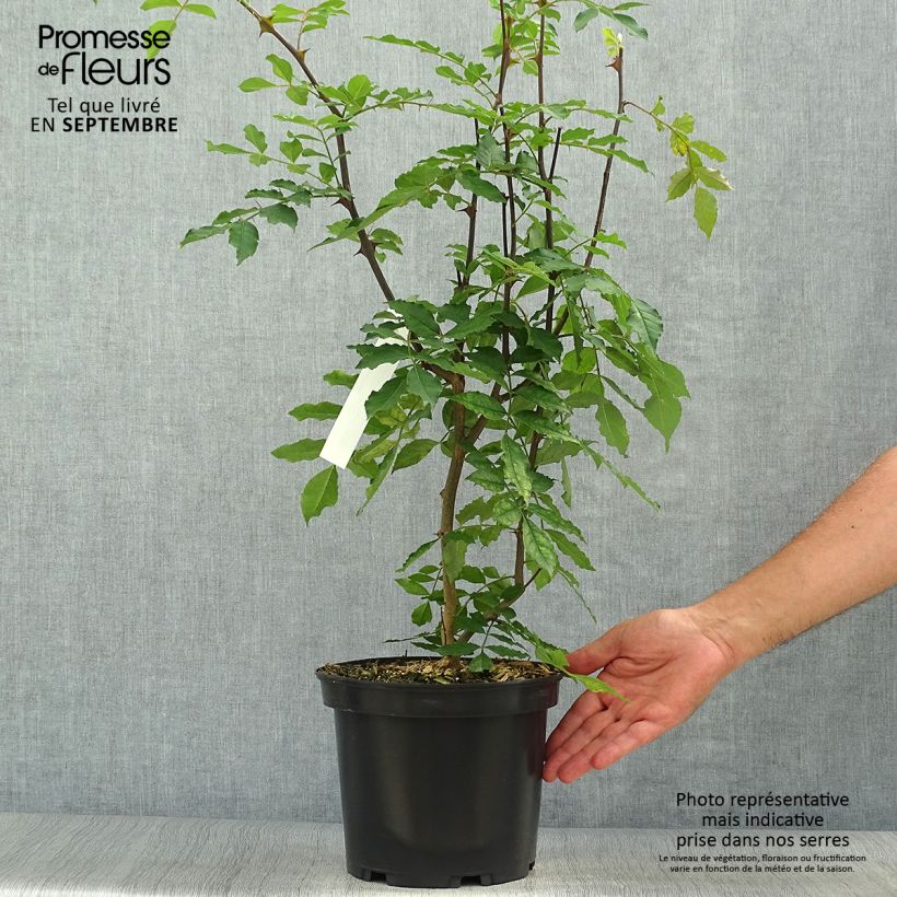 Amostra de Zanthoxylum americanum - Poivrier américain Pot de 4L/5L tal como entregue no outono