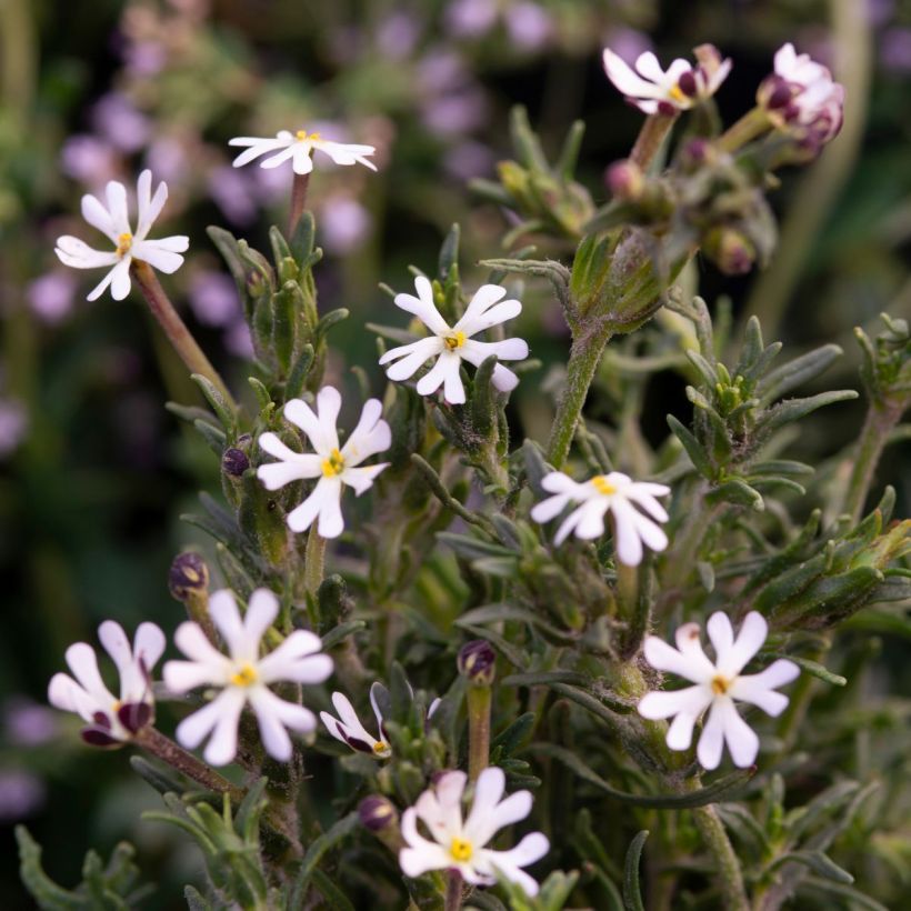 Zaluzianskya capensis em sementes (Floração)