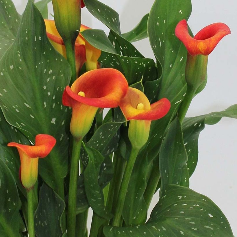 Zantedeschia Captain Fuego (Floração)