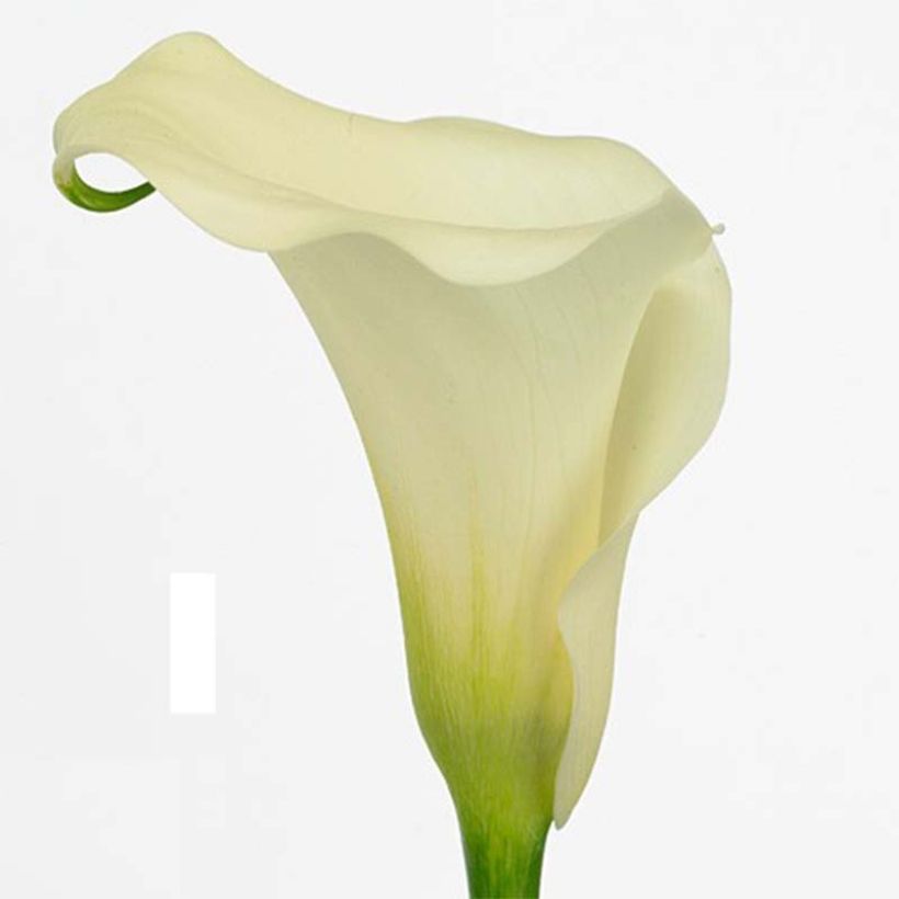 Zantedeschia Captain Marbella (Floração)