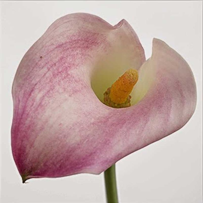 Zantedeschia Captain Marrero (Floração)