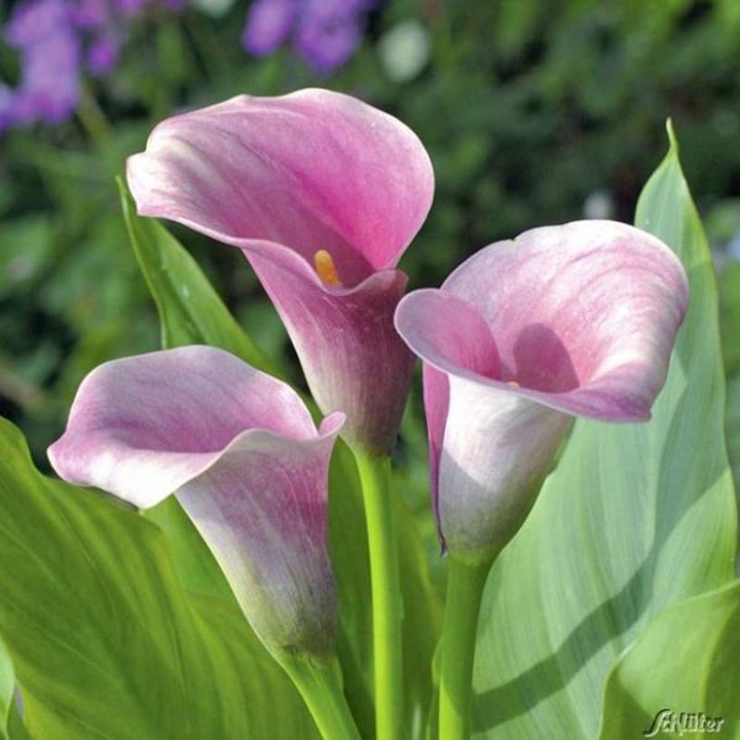 Zantedeschia Captain Melrose (Floração)