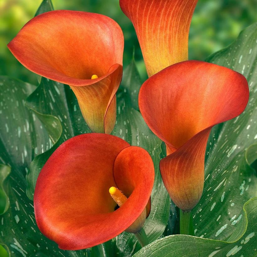 Zantedeschia Captain Murano (Floração)
