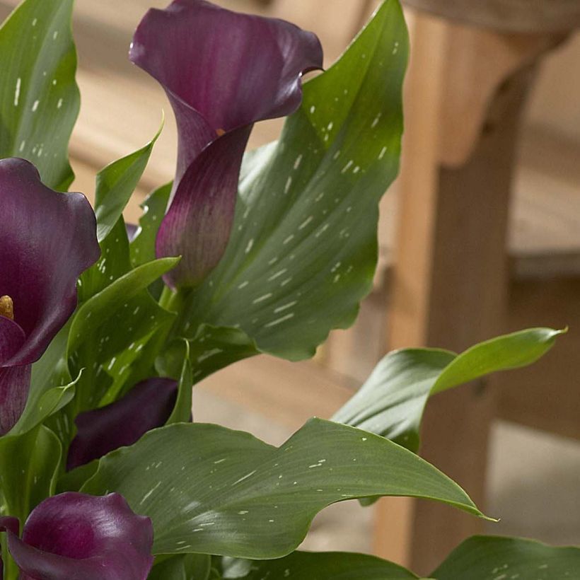 Zantedeschia Captain Reno (Folhagem)