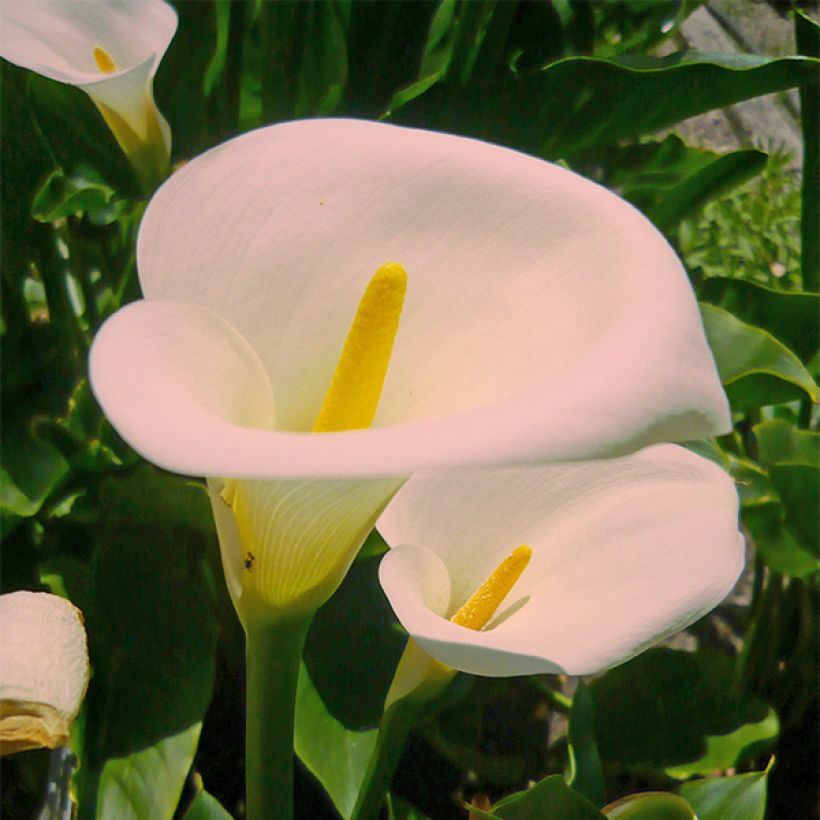 Zantedeschia aethiopica Pink Mist (Floração)