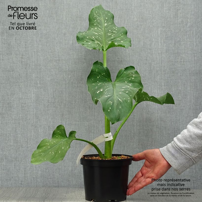 Amostra de Zantedeschia aethiopica Himalaya Vaso de 2 L/3 L tal como entregue no outono