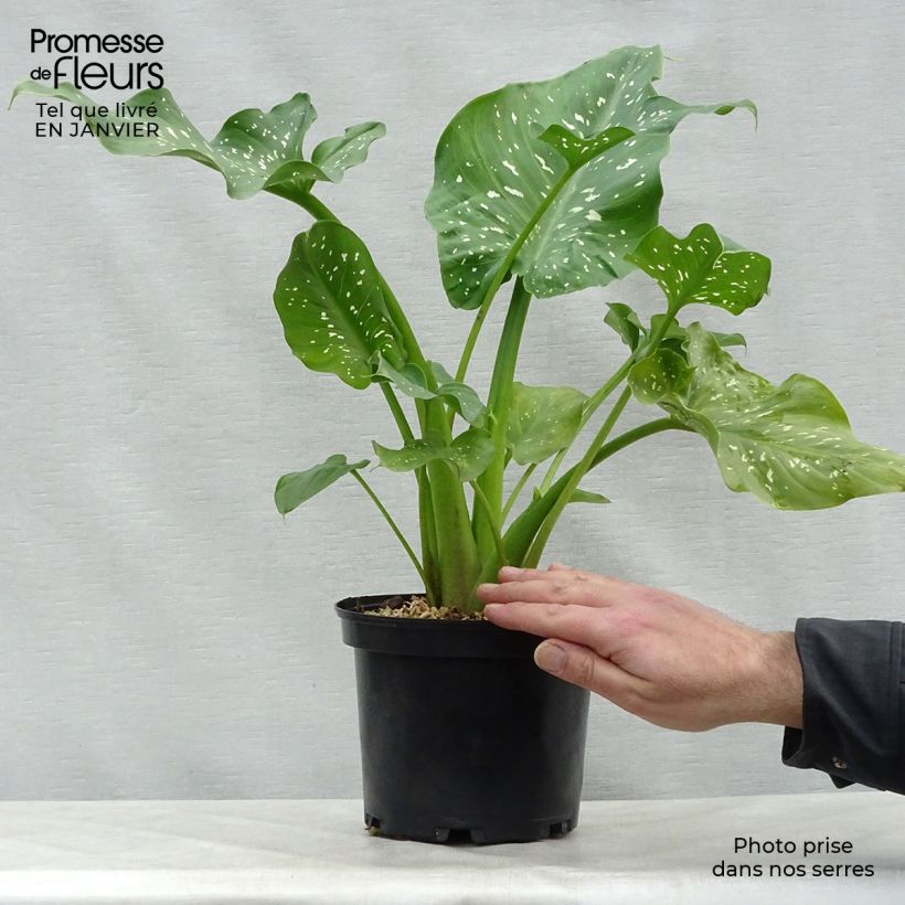 Amostra de Zantedeschia aethiopica Himalaya - Arum d'Ethiopie géant Vaso de 2 L/3 L tal como entregue no inverno