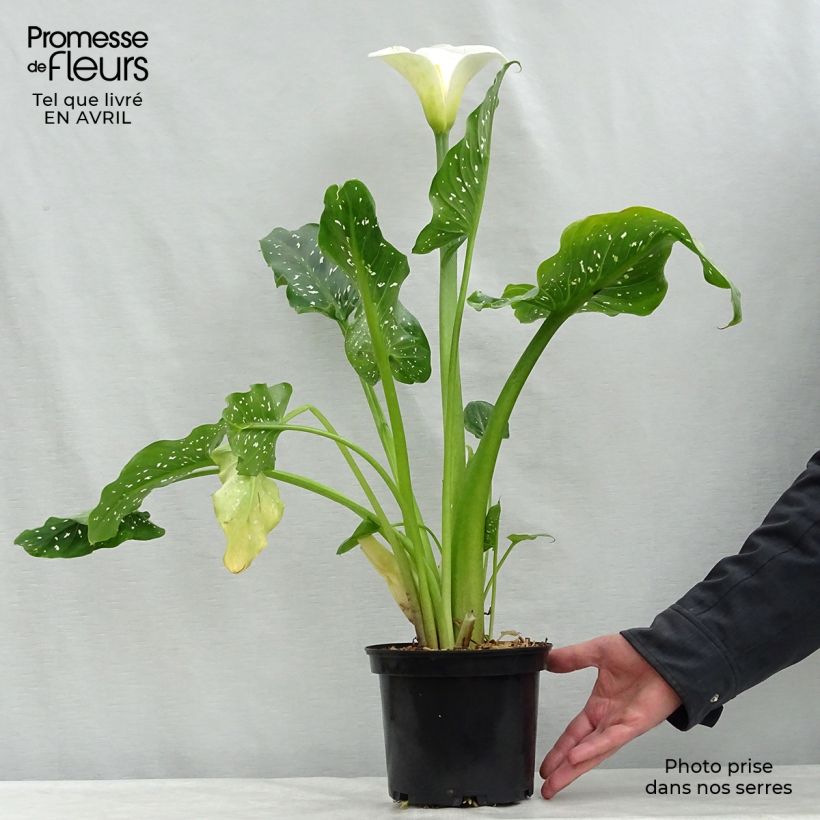 Amostra de Zantedeschia aethiopica Himalaya Vaso de 2 L/3 L tal como entregue na primavera