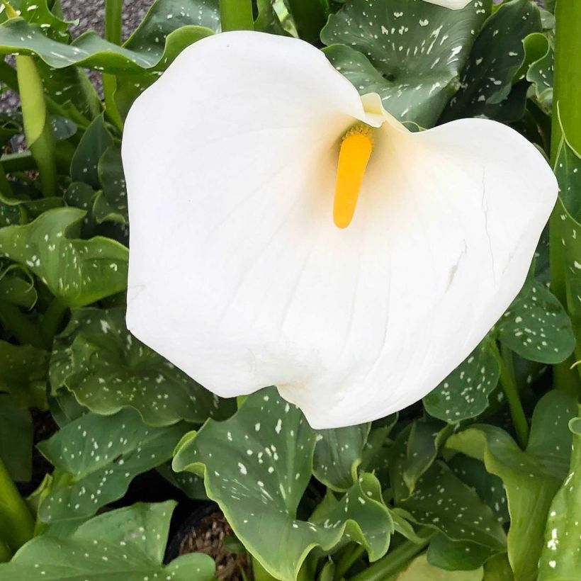 Zantedeschia aethiopica Himalaya (Floração)