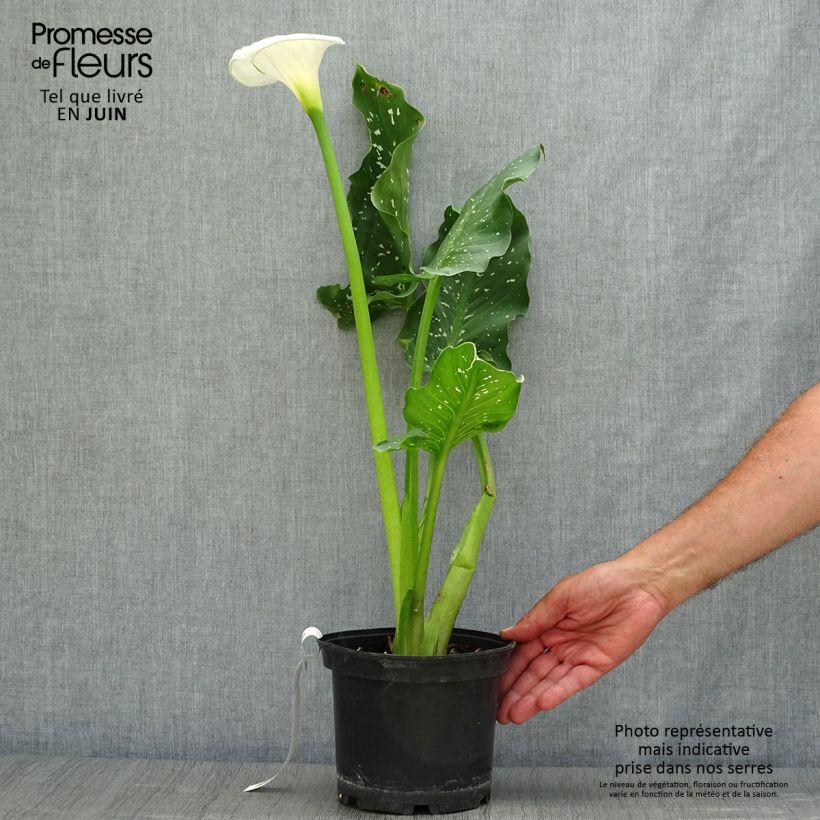 Amostra de Zantedeschia aethiopica Himalaya Vaso de 2 L/3 L tal como entregue no verão