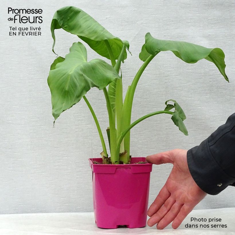 Amostra de Zantedeschia aethiopica Pink Flamingo - Arum d'Ethiopie Vaso de 2 L/3 L tal como entregue no inverno