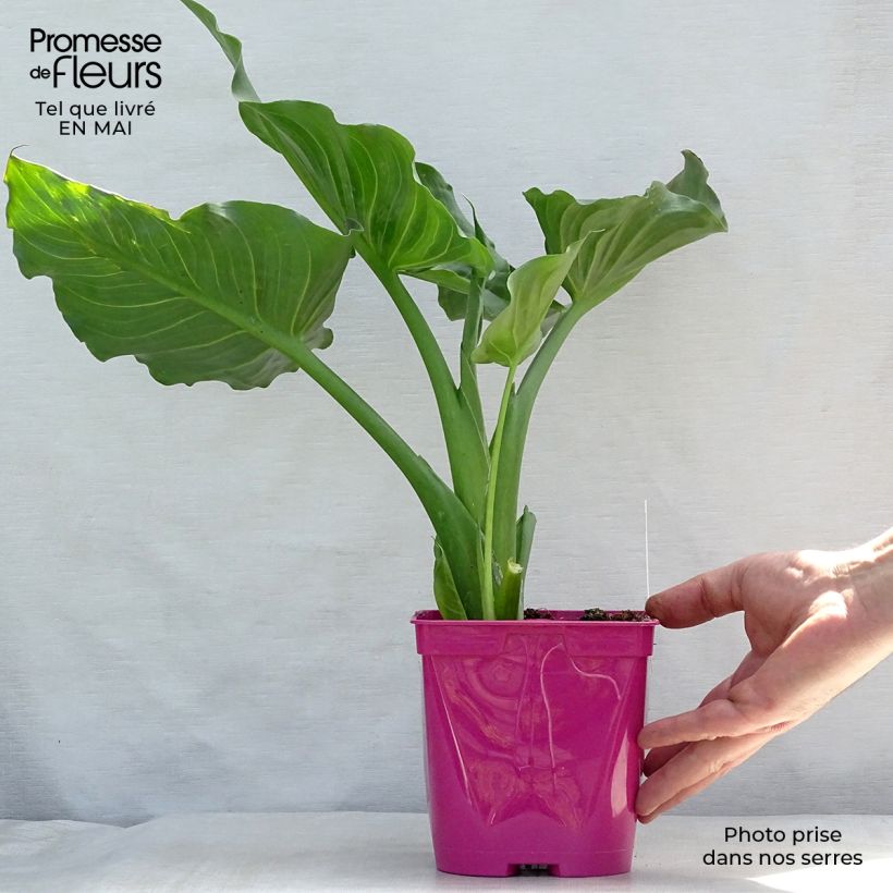 Amostra de Zantedeschia aethiopica Pink Flamingo Vaso de 2 L/3 L tal como entregue na primavera