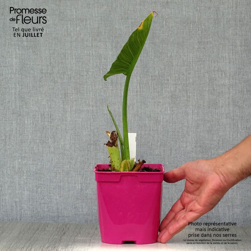 Amostra de Zantedeschia aethiopica Pink Flamingo Vaso de 2 L/3 L tal como entregue no verão
