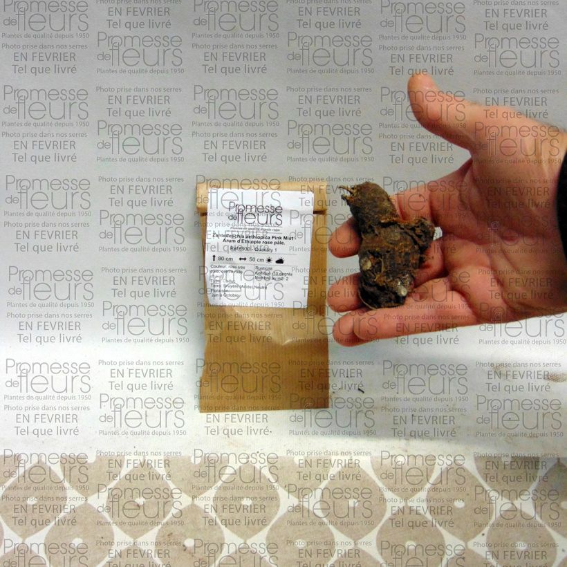 Exemplo de amostra de Zantedeschia aethiopica Pink Mist - Arum d'Ethiopie rose pâle. Bulbe Kaliber/Größe I tal como entregue