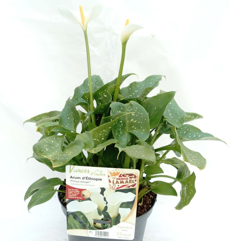 Zantedeschia aethiopica Prince Amaël (Hábito)