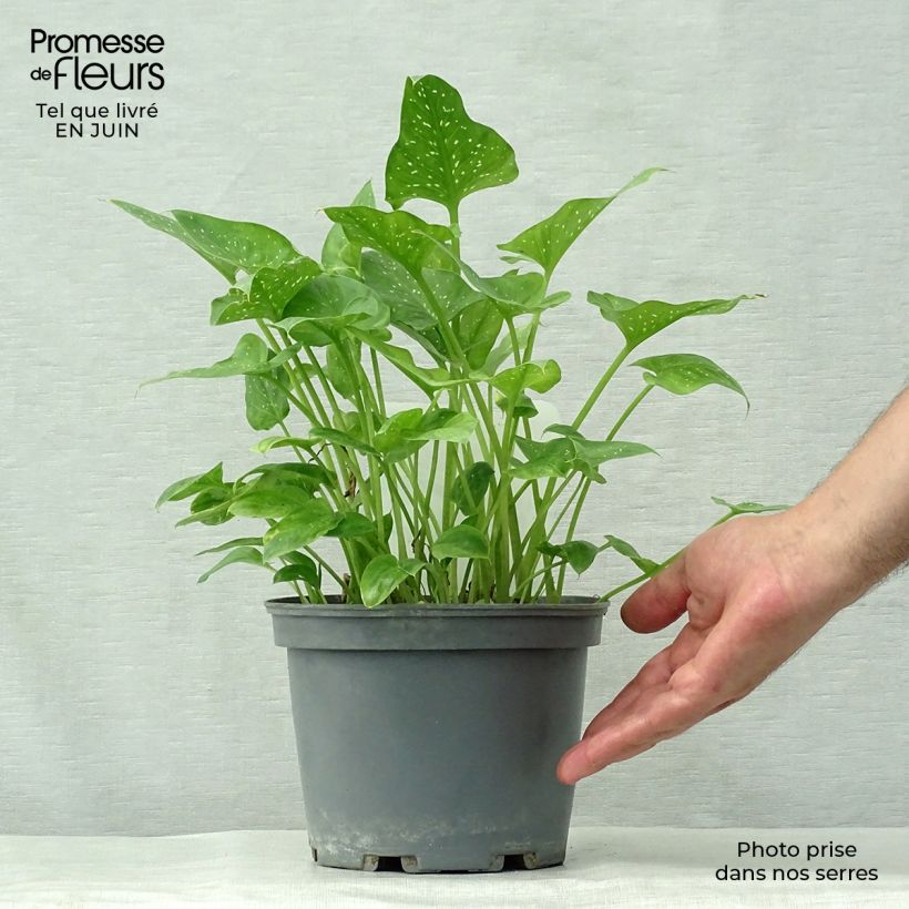 Amostra de Zantedeschia aethiopica Prince Amaël Vaso de 2 L/3 L tal como entregue no verão