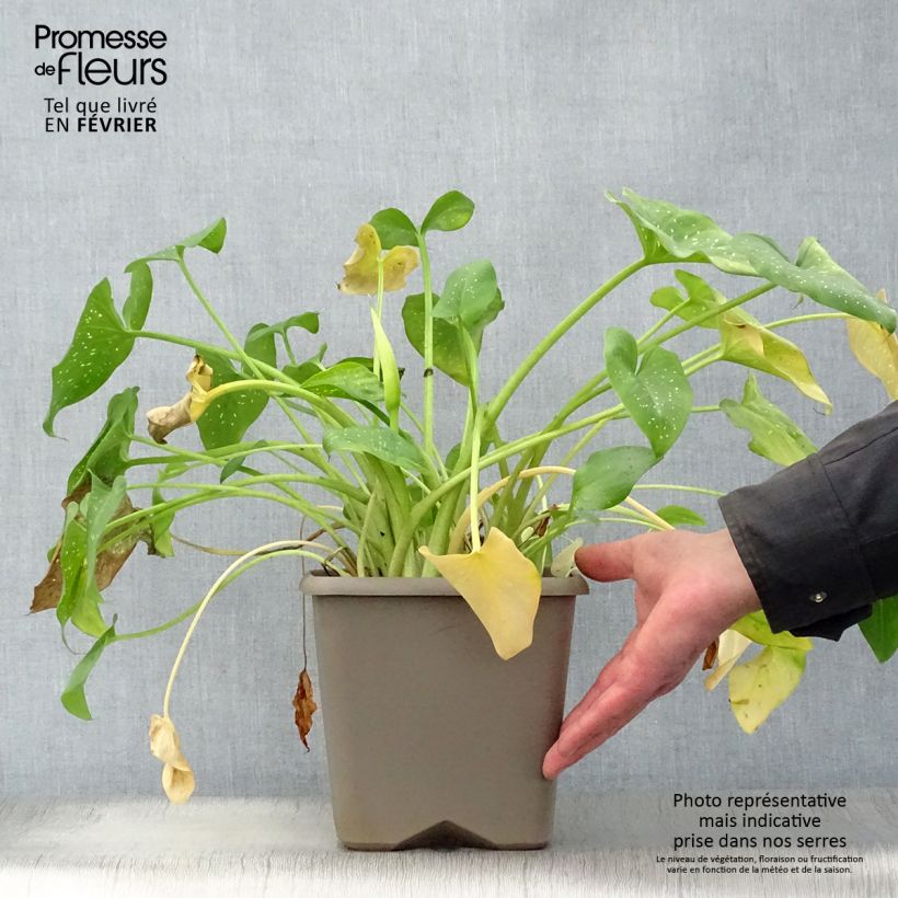 Amostra de Zantedeschia aethiopica Prince Amaël - Arum d'Ethiopie au feuillage panaché Pot de 2L/3L tal como entregue no inverno