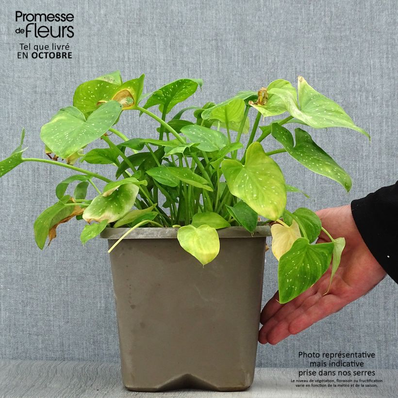 Amostra de Zantedeschia aethiopica Prince Amaël Vaso de 2 L/3 L tal como entregue no outono