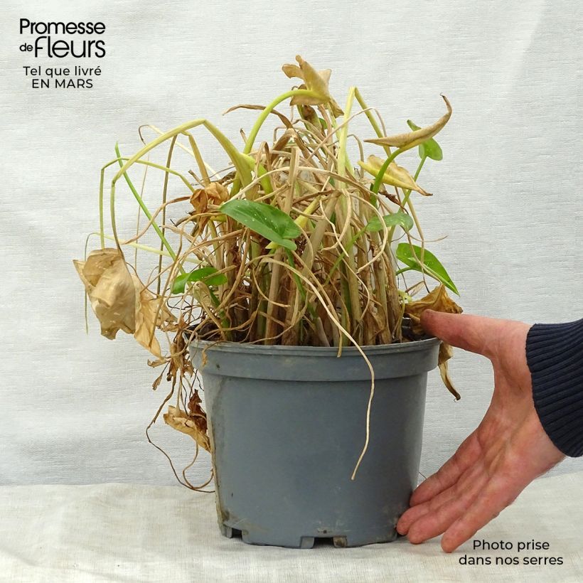 Amostra de Zantedeschia aethiopica Prince Amaël Vaso de 2 L/3 L tal como entregue na primavera