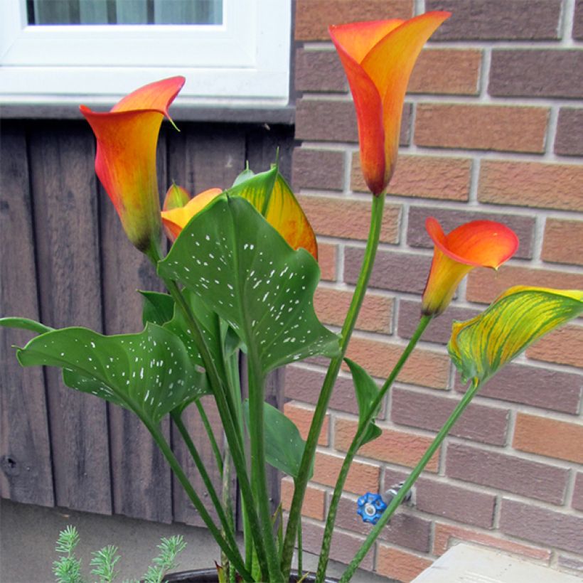 Zantedeschia Flame (Hábito)