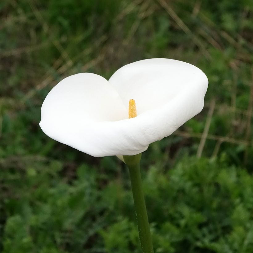 Zantedeschia aethiopica Himalaya (Floração)