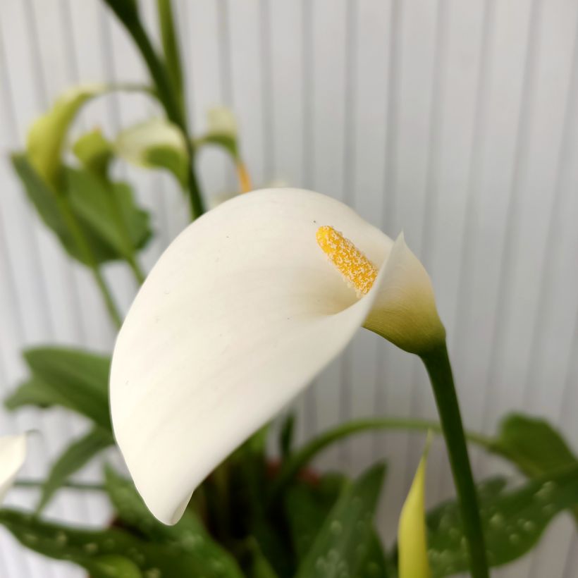 Zantedeschia aethiopica Scented Lady - Jarro (Floração)