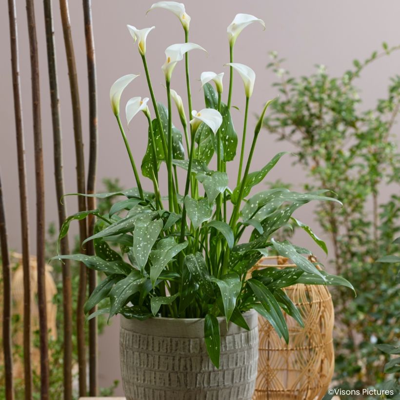 Zantedeschia aethiopica Scented Lady - Jarro (Hábito)