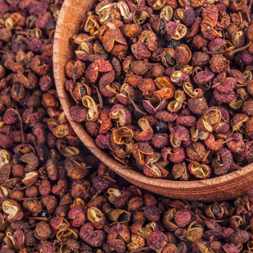 Zanthoxylum coreanum (Colheita)