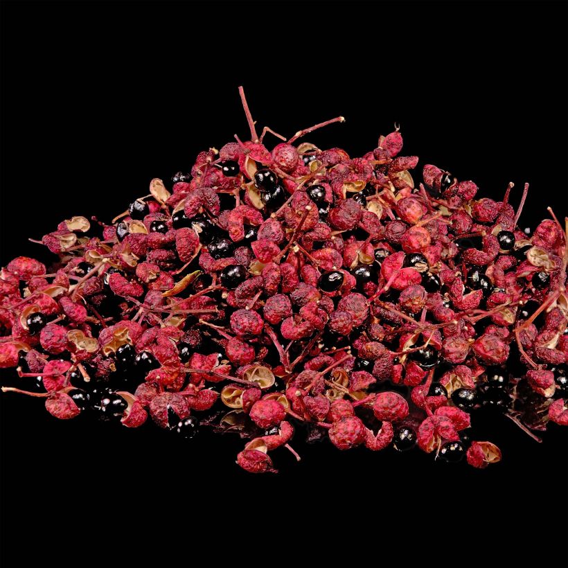 Zanthoxylum piperitum (Colheita)