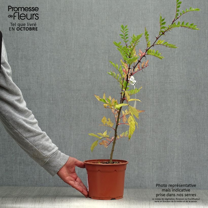 Amostra de Zanthoxylum piperitum Vaso de 2 L/3 L tal como entregue no outono